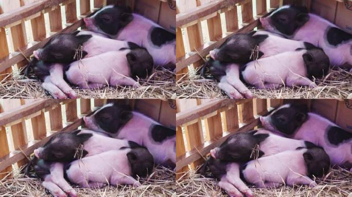 一只可爱的小矮猪在一堆干草上打盹