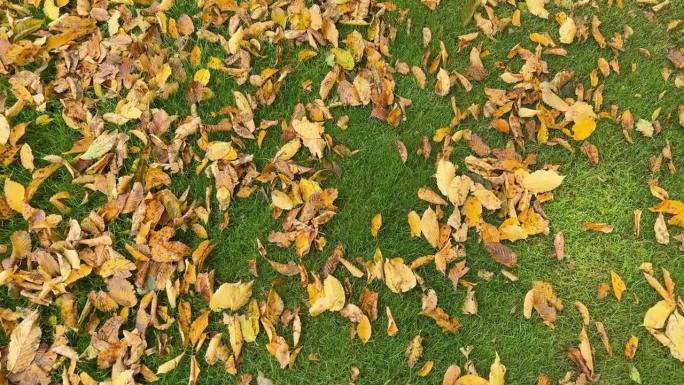 落在草坪上的角梁树叶子和剪短的草