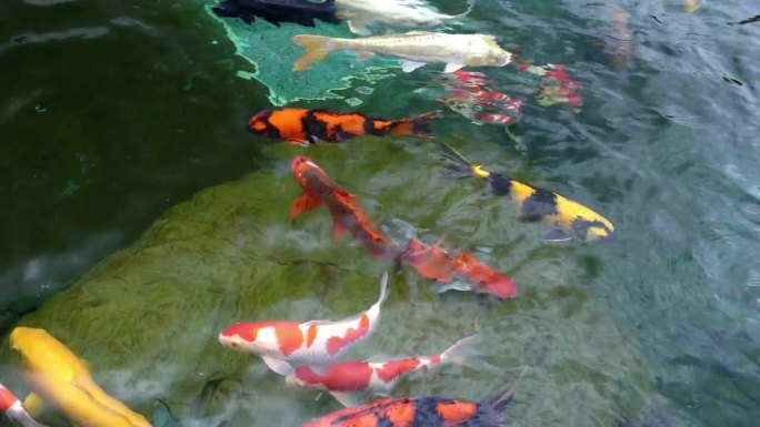在清澈的水中运动的一群五颜六色的锦鲤。这是小湖中的一种日本鲤鱼