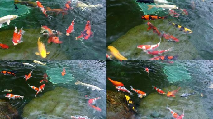 在清澈的水中运动的一群五颜六色的锦鲤。这是小湖中的一种日本鲤鱼
