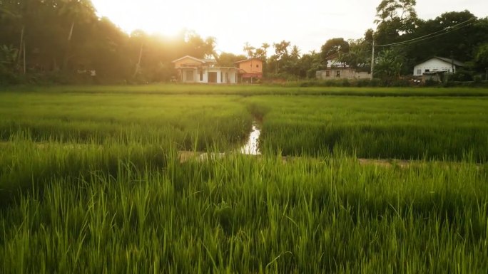 鸟瞰日落时葱郁的稻田。无人机拍摄的水田农业，绿色作物上的金色光芒。灌溉渠道，乡村景观，农田。永续耕作