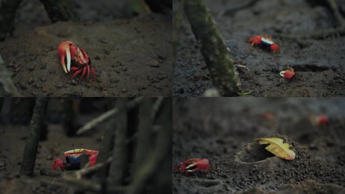 红树林招潮蟹觅食