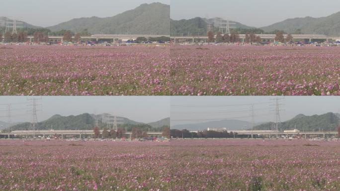 中国广东省中山市南朗街道崖口花海