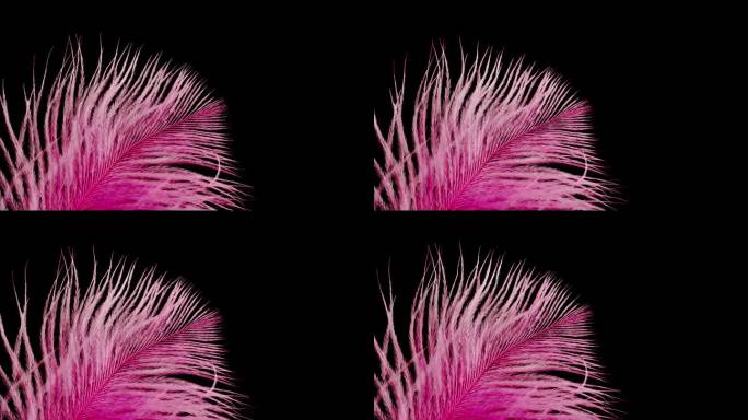 粉红色的羽毛纹理，黑色背景上柔软的羽毛特写。柔软和皮毛柔嫩的概念。