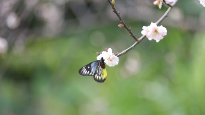 报喜斑粉蝶/蝴蝶在梅花上采蜜