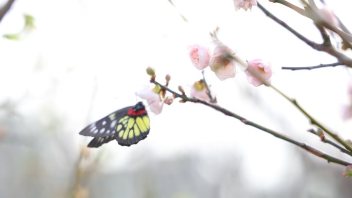 报喜斑粉蝶/蝴蝶在梅花上采蜜