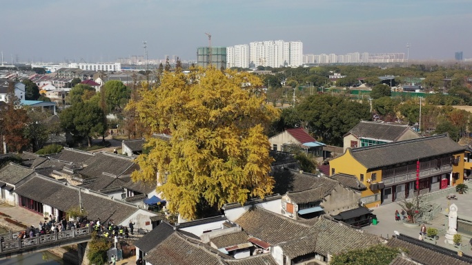 太平老街航拍