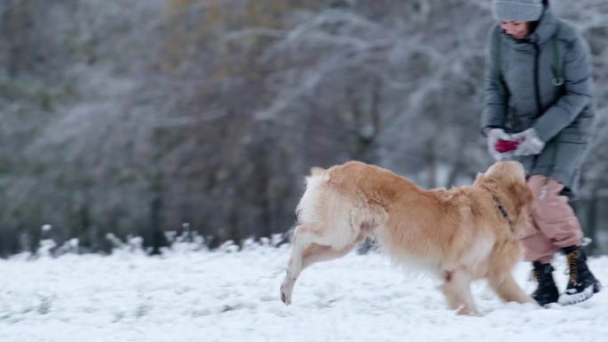 美丽的金毛猎犬在雪地里奔跑