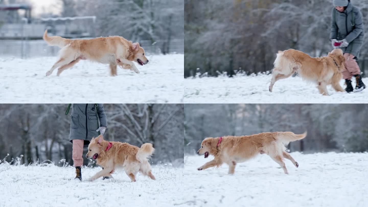 美丽的金毛猎犬在雪地里奔跑
