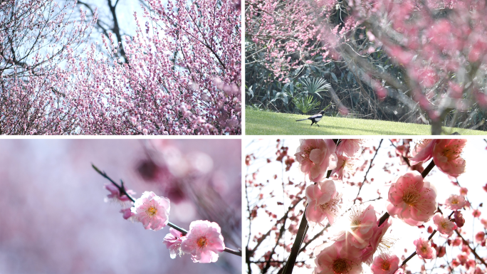 东湖梅花 梅花素材 东湖梅园 武汉市花