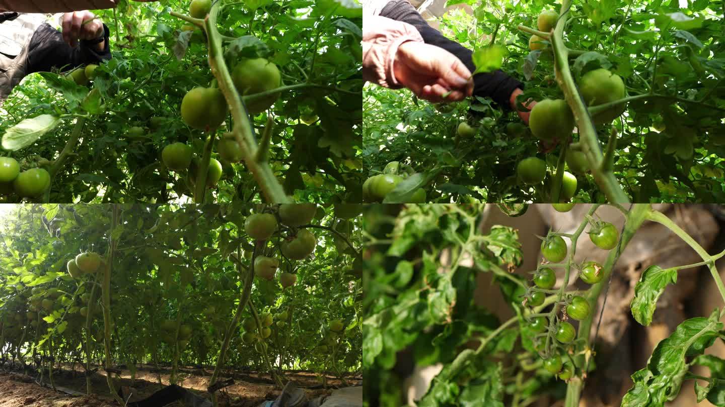 水果西红柿种植基地 铁皮西红柿