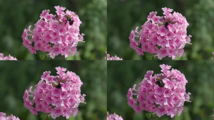 大黄蜂落在鲜艳的粉红色绣球花上，特写特写