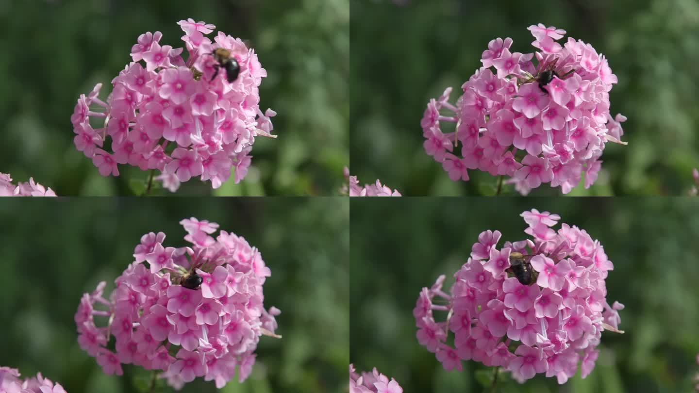 大黄蜂落在鲜艳的粉红色绣球花上，特写特写