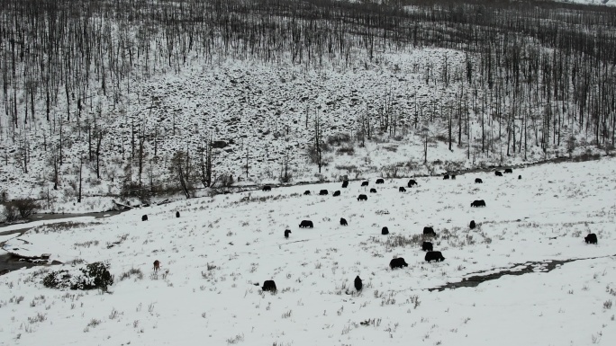 航拍川西康定木格措红海冬天下雪