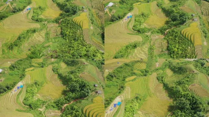 绿色和黄色的水稻梯田在绿色的热带山脉，在亚洲，在越南，在东京，在萨帕，朝着老街，在夏天，在一个阴天。