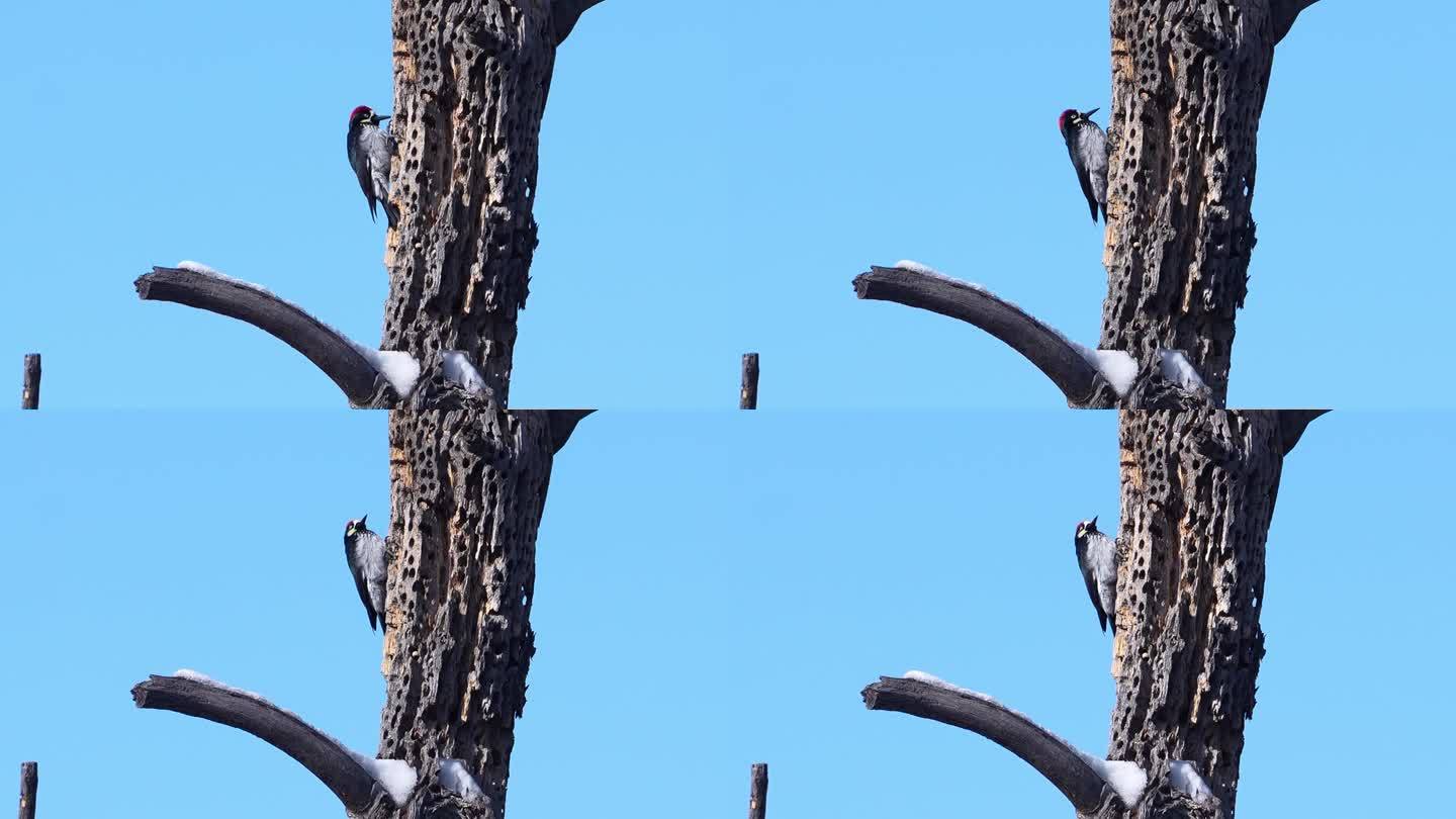 橡子啄木鸟