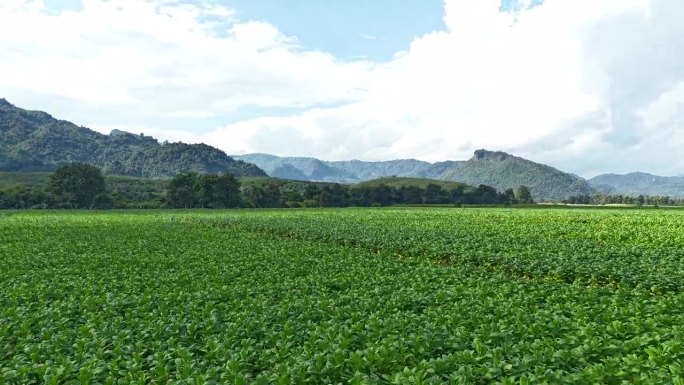 泰国清莱Tham Luang附近种植的烟叶农场鸟瞰图。无人驾驶飞机。