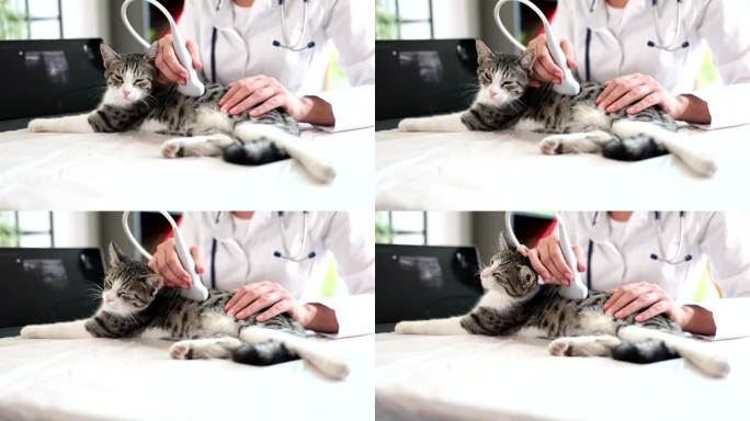 女兽医在诊所用超声波检查猫