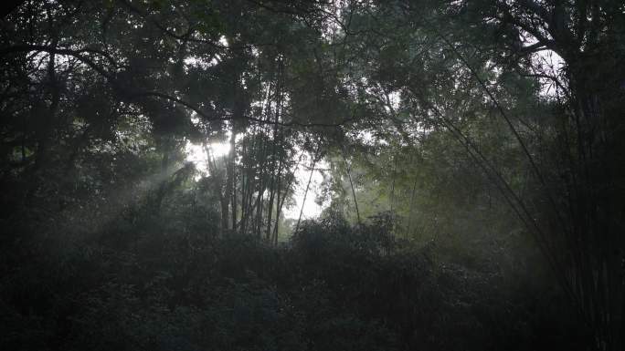 4K实拍广州天河公园的晨雾与阳光穿透树林