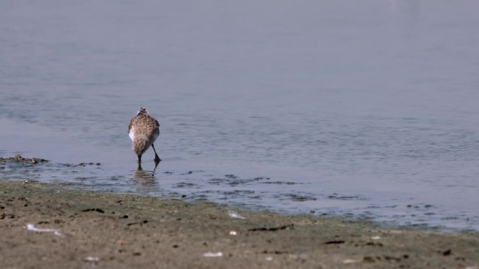 在泥滩的水边进食，泰国的红颈雀