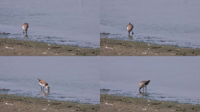 在泥滩的水边进食，泰国的红颈雀