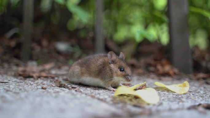 野生老鼠在新加坡吃薯片