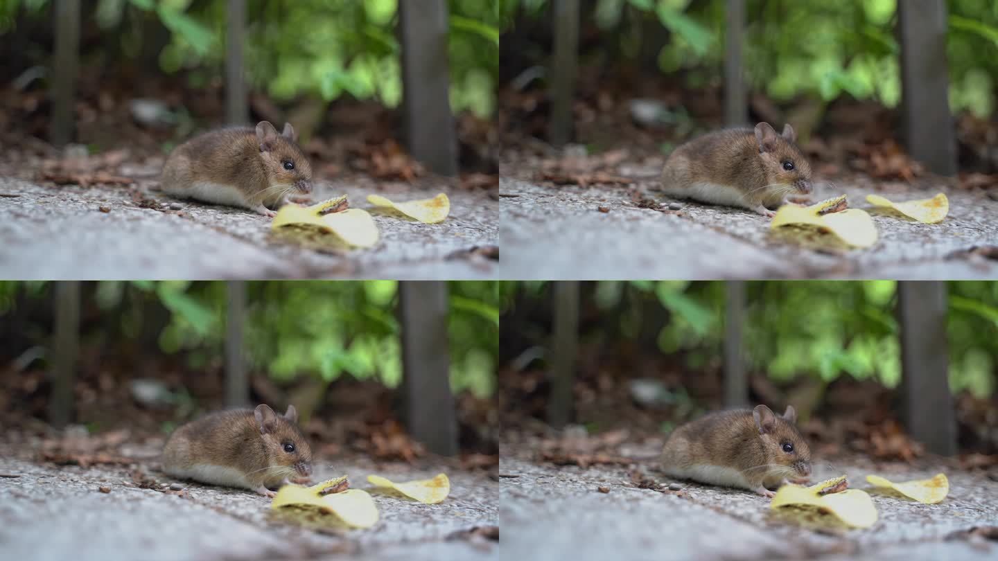 野生老鼠在新加坡吃薯片