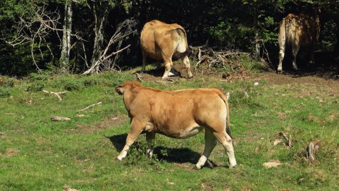 一头牛在绿色的大自然中吃草，在山上，在欧洲，在法国，在奥克西塔尼亚，在上pyutes - pyrsa