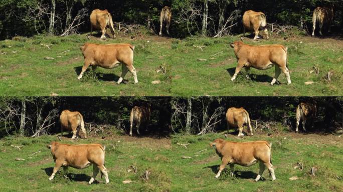 一头牛在绿色的大自然中吃草，在山上，在欧洲，在法国，在奥克西塔尼亚，在上pyutes - pyrsa