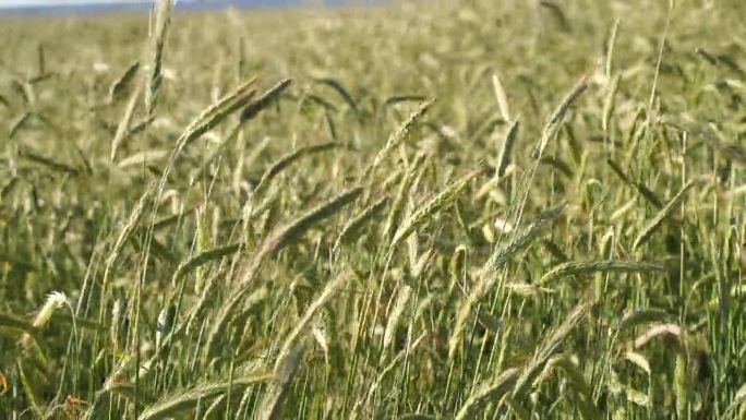 农业背景，绿油油的燕麦穗随风在田野上摇曳，近距离望去