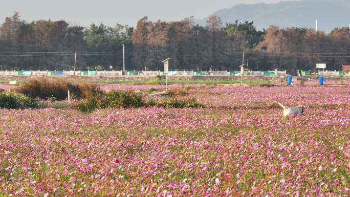 中国广东省中山市南朗街道崖口花海