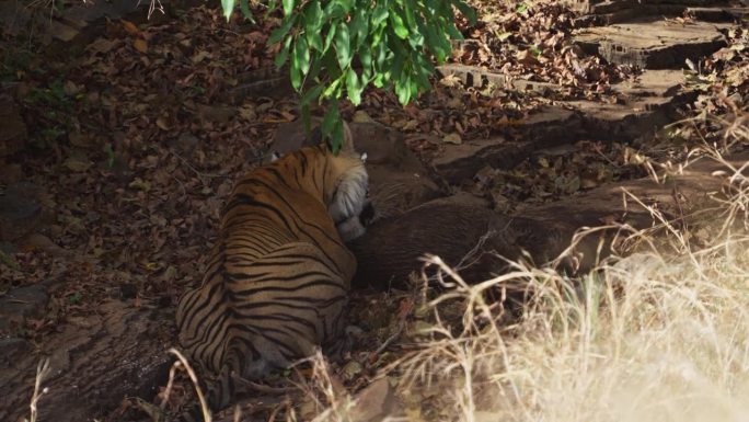 一只野生皇家孟加拉雌虎正在吃野猪的猎物