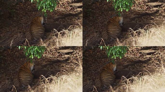 一只野生皇家孟加拉雌虎正在吃野猪的猎物