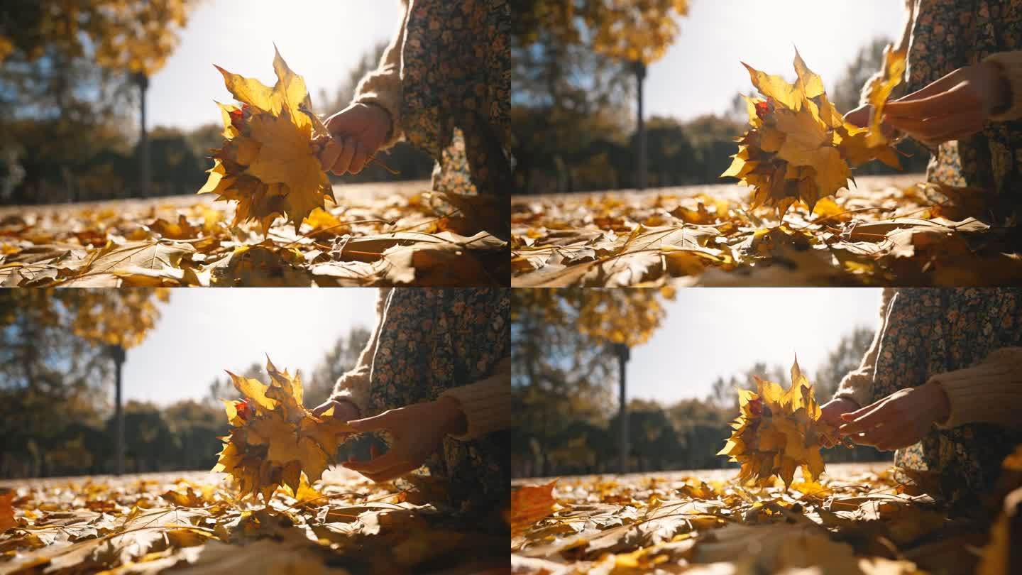 广角特写女性的手与一束干燥的黄色枫叶。美丽的女性在秋天独自走在阳光明媚的公园里，拿着一束树叶，4K镜