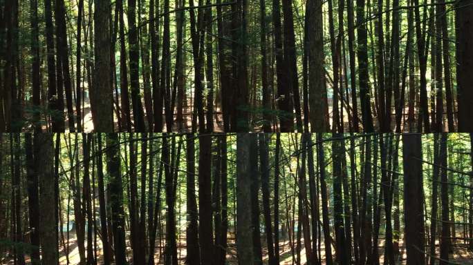令人惊叹的，平滑的低无人机镜头的松树林与美丽的金色的光