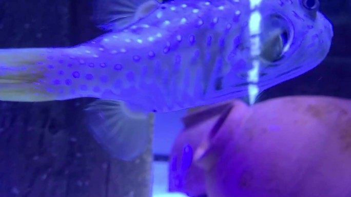 一组海底世界/海洋馆鱼类镜头