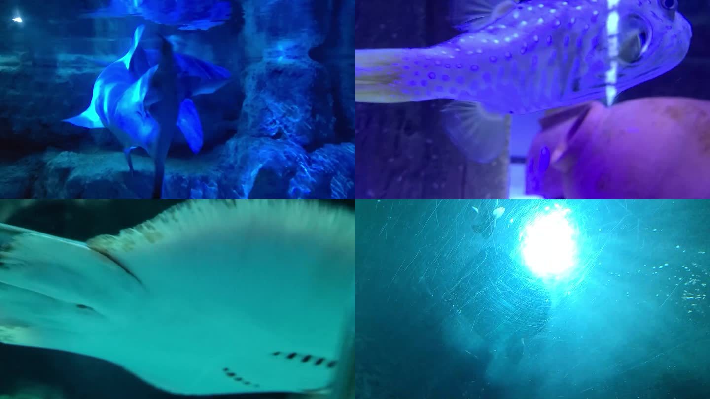 一组海底世界/海洋馆鱼类镜头