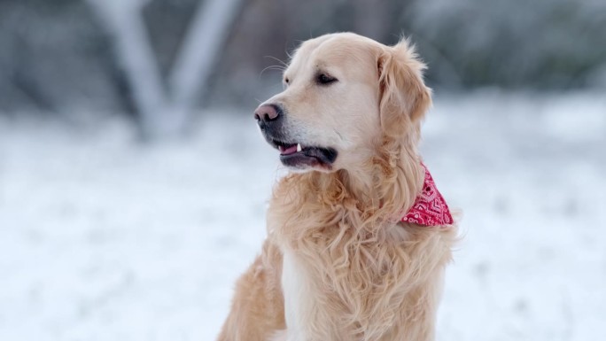 可爱的年轻金毛猎犬在冬天的肖像