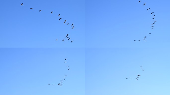 鸬鹚群天空飞翔