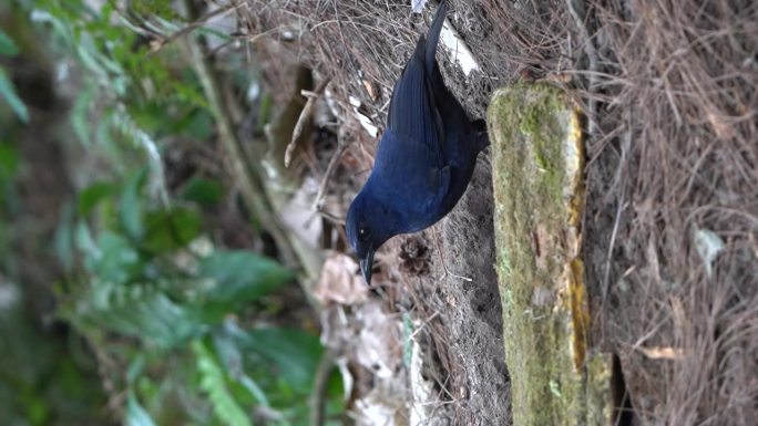 爪哇鸣叫的画眉鸟在干木头后面寻找食物，然后跳跃和飞行
