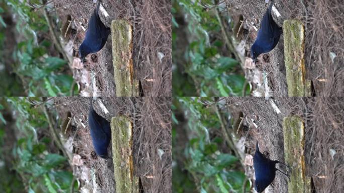 爪哇鸣叫的画眉鸟在干木头后面寻找食物，然后跳跃和飞行