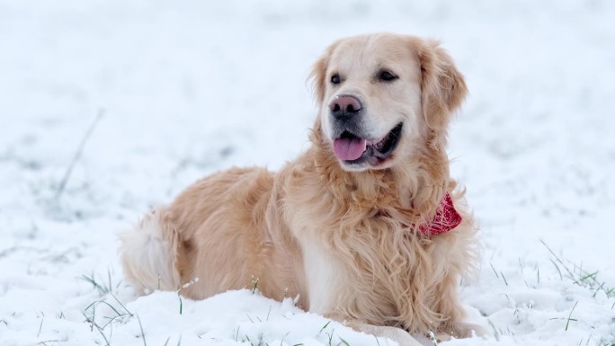 可爱的金毛猎犬躺在雪地里