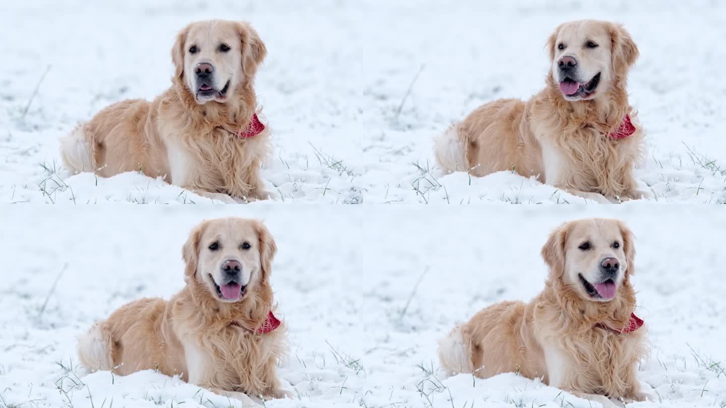 可爱的金毛猎犬躺在雪地里