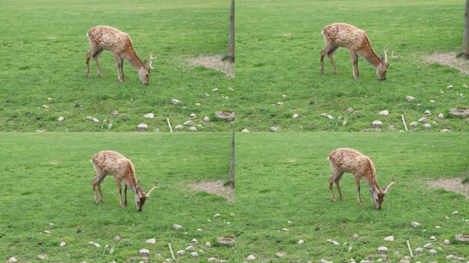 在阴天的春日里，斑鹿在鹿场吃草