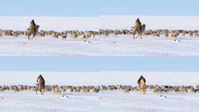 莫日格勒河骑骆驼放羊