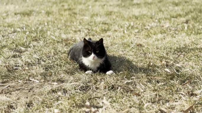 流浪猫黑猫在草坪休息