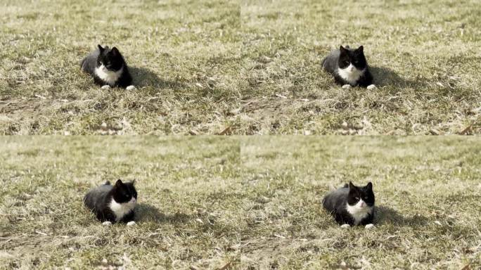 流浪猫黑猫在草坪休息