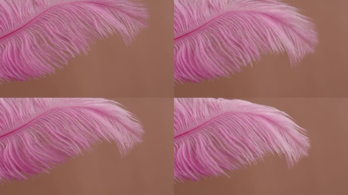 粉色羽毛纹理，米色背景上柔软的羽毛特写。柔软和皮毛柔嫩的概念。