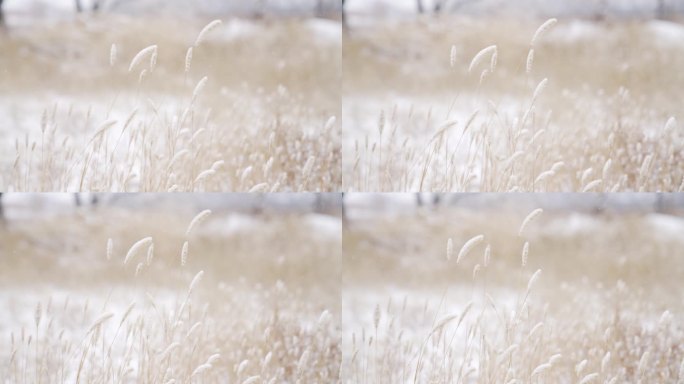 实拍黄土高原上的狗尾巴草雪景