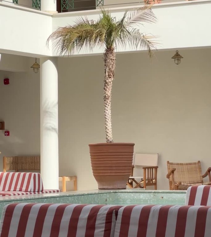 酒店内部的热带棕榈。舒适的扶手椅和手掌旁边的室内靠近游泳池。